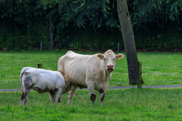 K&uuml;he auf einer  Weide im M&uuml;nsterland