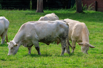Fototapeta premium Kühe auf einer Weide im Münsterland