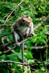 Macaca fascicularis (Monyet kra, kera ekor panjang, monyet ekor panjang, long-tailed macaque, monyet pemakan kepiting, crab-eating monkey) on the tree.