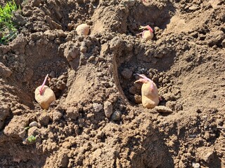 Planting Sprouted Potatoes in a Garden Bed