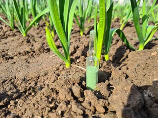 A Glass Ampule of Green Powder in a Row of Young Garlic Plants