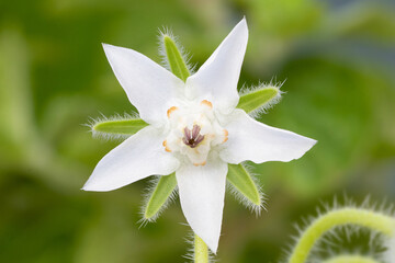 White borage bianca (Borago officinalis)
