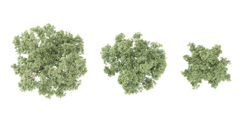 Obraz premium set of Tilia trees on transparent background, 3D rendering,top view