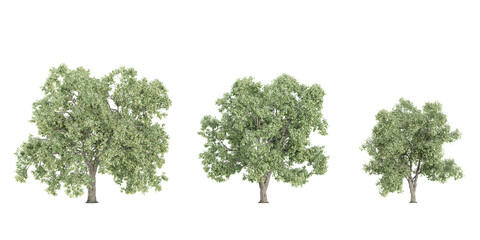 Fototapeta premium set of Tilia trees on transparent background, 3D rendering