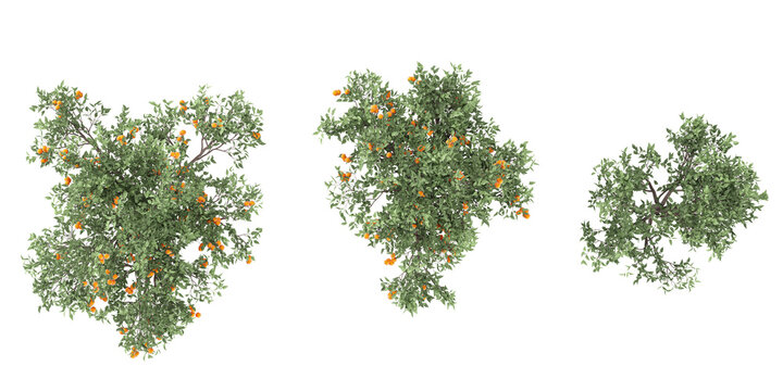 Top view of Citrus reticulata trees on transparent background, for illustration, digital composition, and architecture visualization