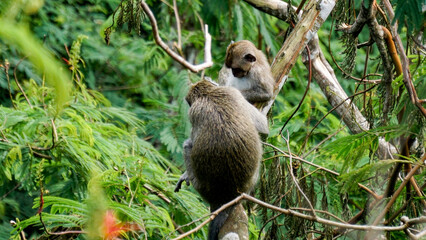 Macaca fascicularis (Monyet kra, kera ekor panjang, monyet ekor panjang, long-tailed macaque, monyet pemakan kepiting, crab-eating monkey) on the tree.