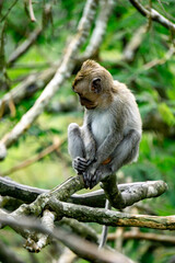 Macaca fascicularis (Monyet kra, kera ekor panjang, monyet ekor panjang, long-tailed macaque, monyet pemakan kepiting, crab-eating monkey) on the tree.