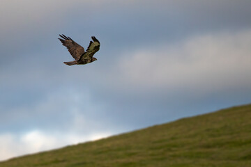 Bird of prey Buteo buteo flying over the meadow. The meadow and the cloudy sky are out of focus.
