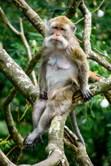 Macaca fascicularis (Monyet kra, kera ekor panjang, monyet ekor panjang, long-tailed macaque, monyet pemakan kepiting, crab-eating monkey) on the tree.
