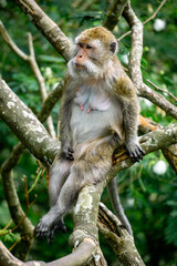 Macaca fascicularis (Monyet kra, kera ekor panjang, monyet ekor panjang, long-tailed macaque, monyet pemakan kepiting, crab-eating monkey) on the tree.
