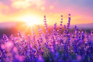 Fototapeta premium Stunning Lavender Field at Sunset