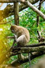 Fototapeta premium Macaca fascicularis (Monyet kra, kera ekor panjang, monyet ekor panjang, long-tailed macaque, monyet pemakan kepiting, crab-eating monkey) on the tree.