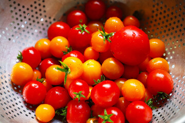 Freshly Picked Tomatoes
