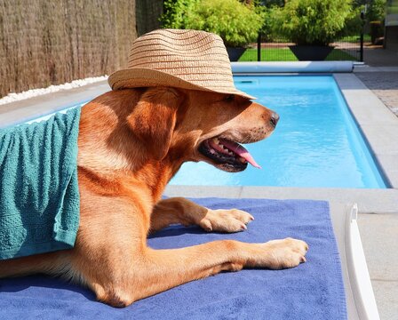 Beautiful dog with sun hat lies on a lounger by the pool. Summer concept.