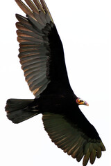 Um gigante urubu-cabeça-laranja sobrevoando a praia de Cordeirinho - Maricá - RJ