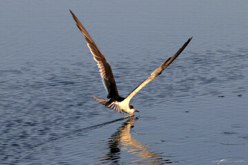A beleza do voo do talha-mar sobre a lagoa da Ponte Preta aplicando a sua técnica única de pesca.