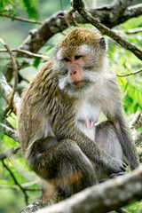 Macaca fascicularis (Monyet kra, kera ekor panjang, monyet ekor panjang, long-tailed macaque, monyet pemakan kepiting, crab-eating monkey) on the tree.