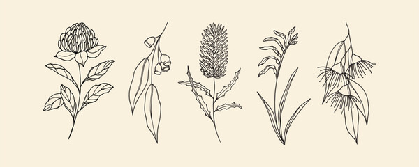 Hand drawn Australian native flowers and plants © Maria