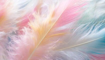 pastel colour feather abstract background texture
