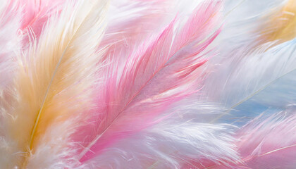 pastel colour feather abstract background texture