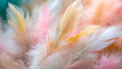 pastel colour feather abstract background texture