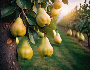 Sweet and appetising pears in a sunny orchard, Słodkie i apetyczne gruszki w słonecznym sadzie