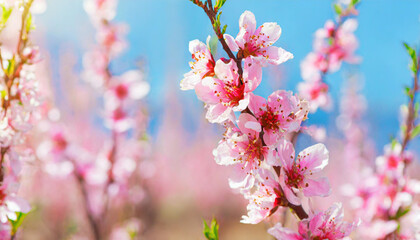 Garden peach flowers. Peach tree with pink flowers on a spring day. The concept of gardening, agriculture.