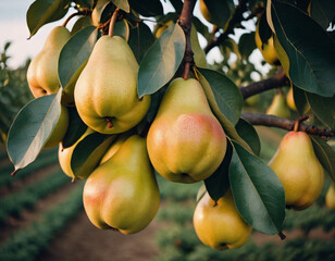Sweet and appetising pears in a sunny orchard, Słodkie i apetyczne gruszki w słonecznym sadzie