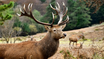 Naklejka premium Portrait of majestic red deer stag in Autumn Fall