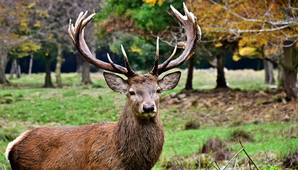 Fototapeta premium Portrait of majestic red deer stag in Autumn Fall