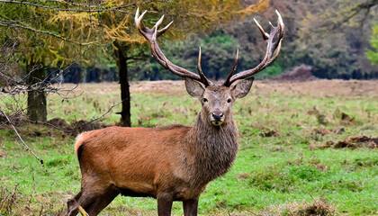 Fototapeta premium Portrait of majestic red deer stag in Autumn Fall