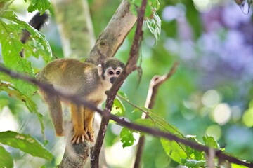Totenkopfäffchen im Amazonas