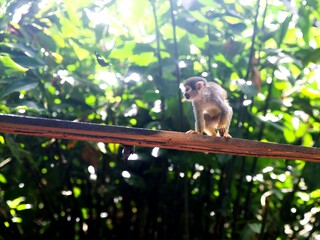 Totenkopfäffchen im Amazonas