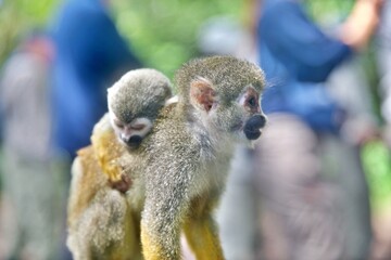 Totenkopfäffchen im Amazonas