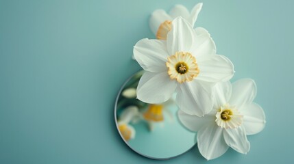 Narcissus flower reflected in a mirror against a pastel blue background.