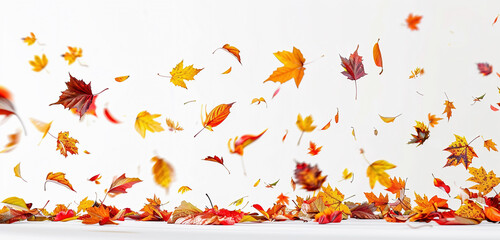 Falling colorful autumn leaves on a white plain background. Background with autumn leaves.