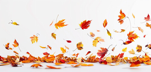 Obraz premium Falling colorful autumn leaves on a white plain background. Background with autumn leaves.