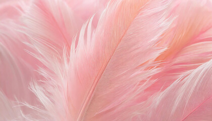 soft pink feathers texture background swan feather