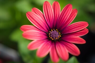 Obraz premium pink gerber daisy