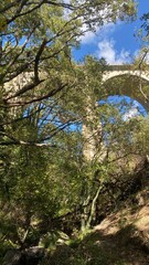 trees in the forest