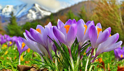 Spring purple crocus flower.