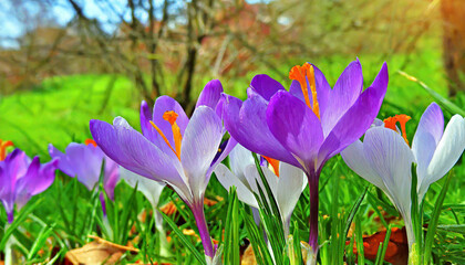 Spring purple crocus flower.