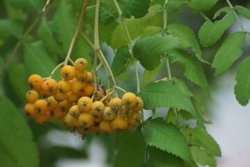 rowan on a branch