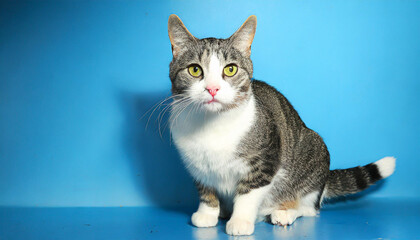 Studio shot of a gray and white striped cat sitting on blue background