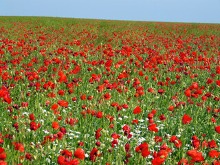 Vibrant red poppy field under clear blue sky. Bright flowers bloom in natural setting. Rural landscape with colorful poppies, green grass. Outdoor floral scene, sunny day.