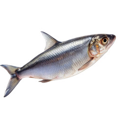 Obraz premium The fish is silver and has a long tail on transparent background