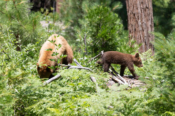 bear and cub in the woods