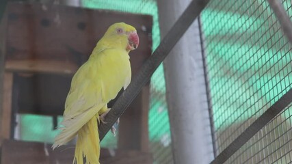 A yellow Indian colored parrot. The vibrant yellow parrot sits gracefully in a cage, showcasing its stunning plumage and charming personality, perfect for wildlife and pet enthusiasts alike. 4K Clip.