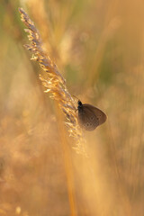 Brązowy motyl  Przestrojnik trawnik (Aphantopus hyperantus) na słonecznej łące, żółte tło, kolorowa tapeta z motylem na tle natury © anettastar