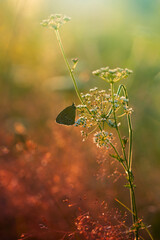 Brązowy motyl  Przestrojnik trawnik (Aphantopus hyperantus) na słonecznej łące, zielone tło, kolorowa tapeta z motylem na tle natury © anettastar